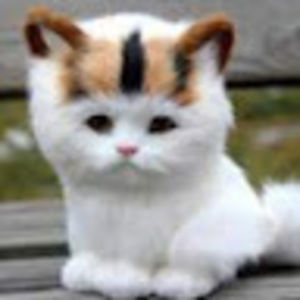 Meet your Posher, Monique